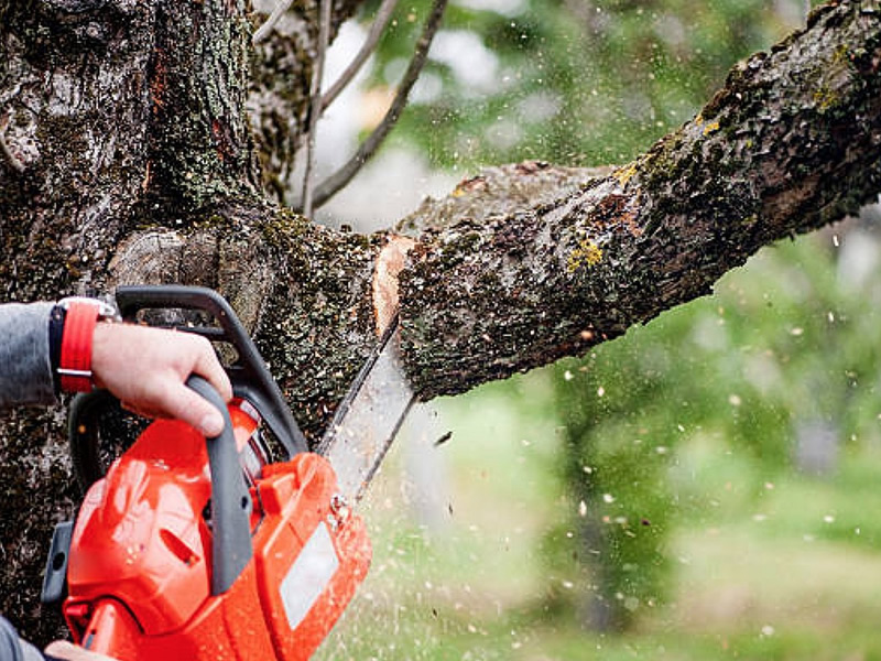 tree trimming