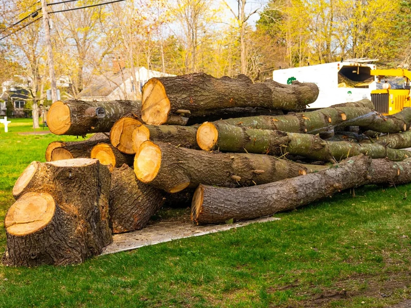 tree removal